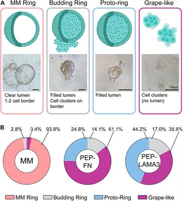 A matrigel-free method for culture of pancreatic endocrine-like cells in defined protein-based hydrogels